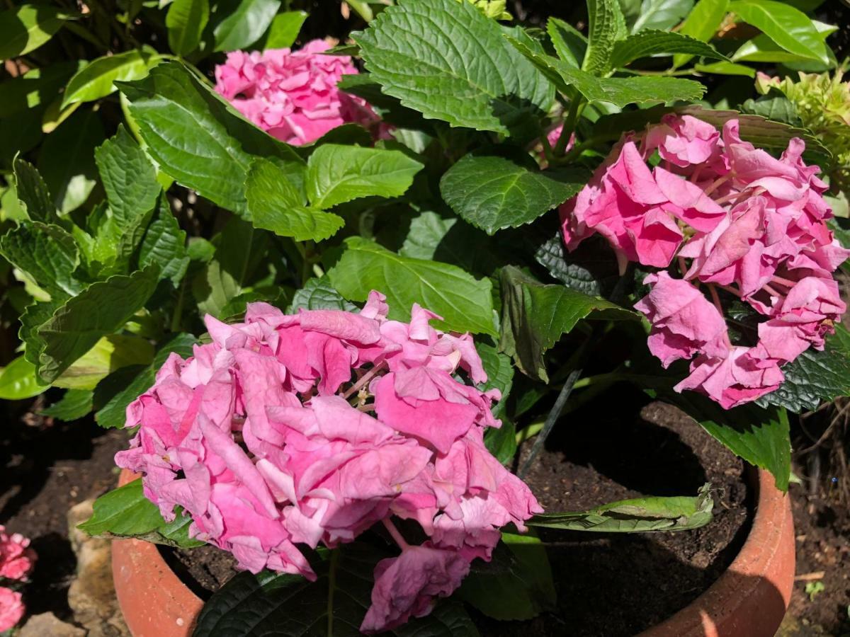 Apartment Garden Malinska Eksteriør billede